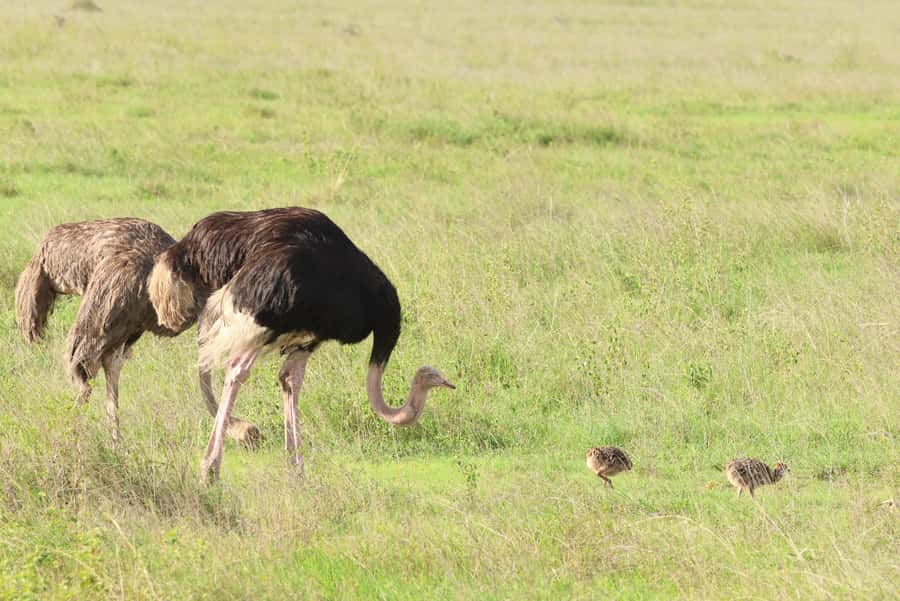 Nairobi: National Park Private Tour in 4X4 Jeep - Five hours among lions, rhinos, and giraffes
