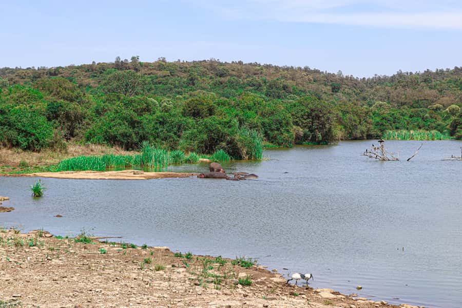 Nairobi: National Park Private Tour in 4X4 Jeep - The open roof changes the safari experience