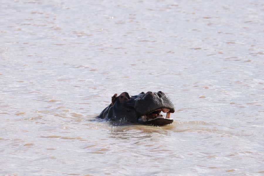 Nairobi: National Park Private Tour in 4X4 Jeep - Adding the Giraffe Centre