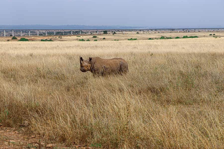 Nairobi: National Park Private Tour in 4X4 Jeep - What the $110 price really buys