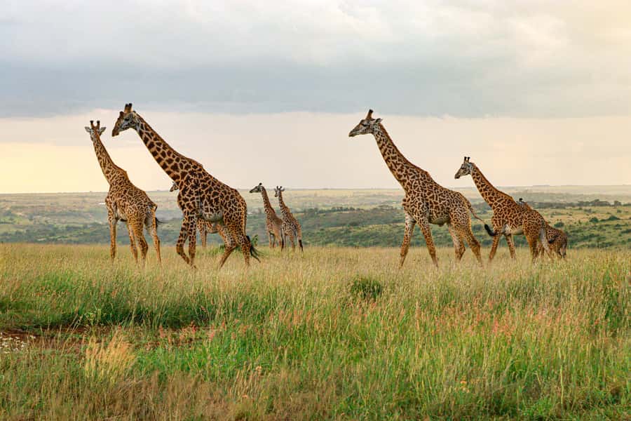 Nairobi: National Park Private Tour in 4X4 Jeep - The early hotel pickup sets the pace