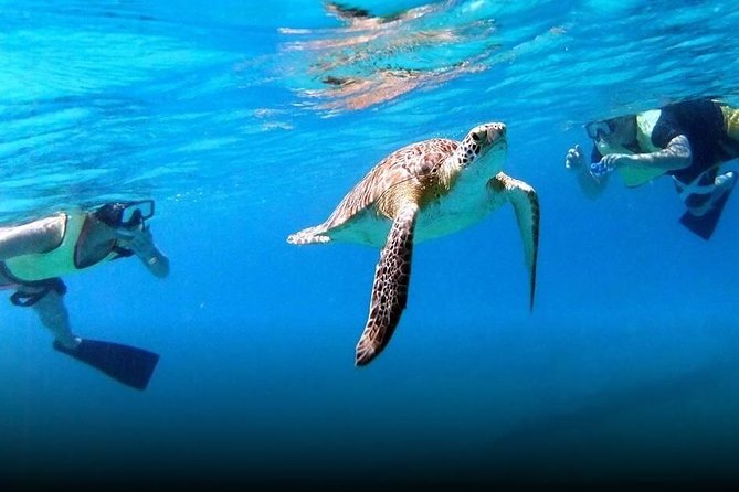 National Park Snorkeling Excursion - Sea turtles, rays, squid, and the luck factor