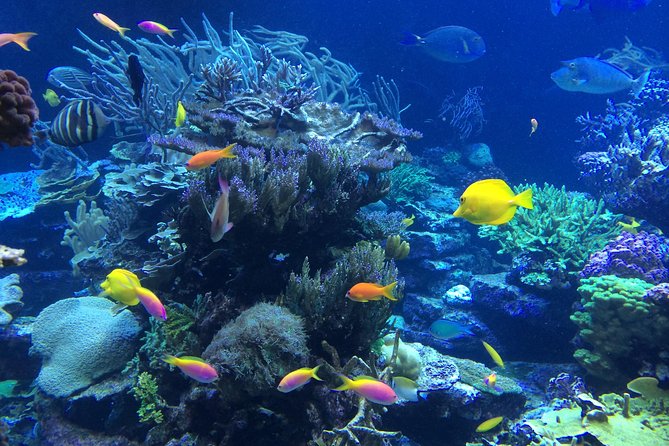 National Park Snorkeling Excursion - Who should book this snorkeling trip?