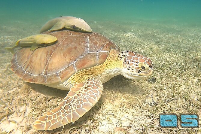 National Park Snorkeling Excursion - Two snorkel stops inside and around the national park