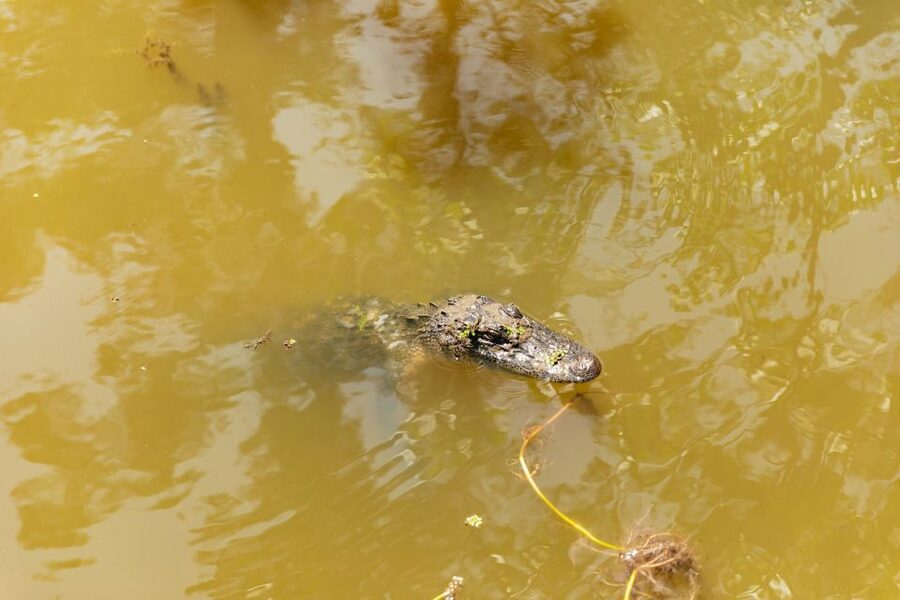 New Orleans: Bayou Tour in Jean Lafitte National Park - Who should book this bayou tour?