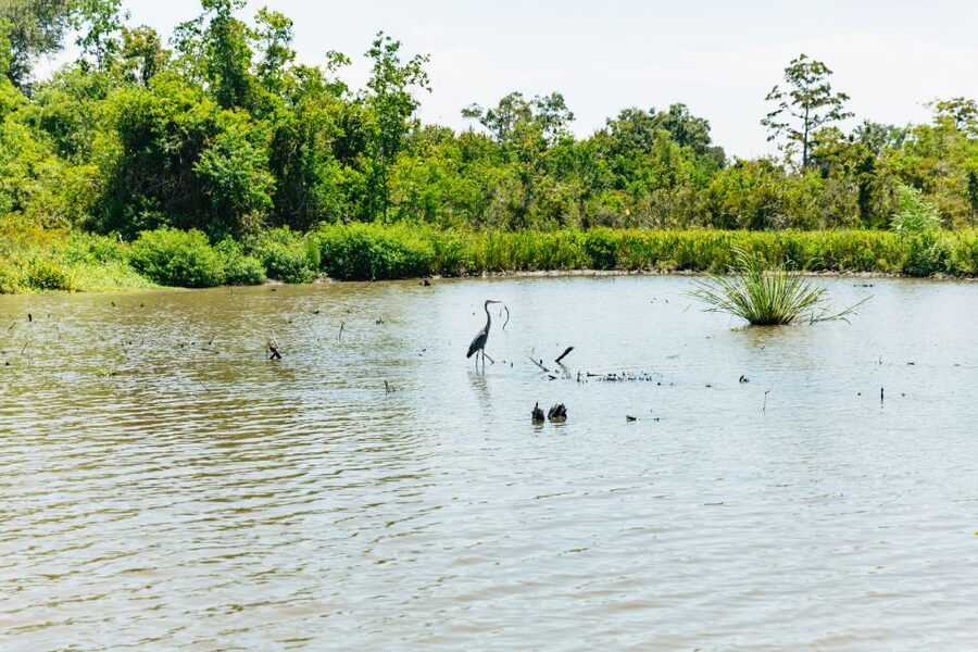 New Orleans: Bayou Tour in Jean Lafitte National Park - Leaving New Orleans for Barataria Preserve