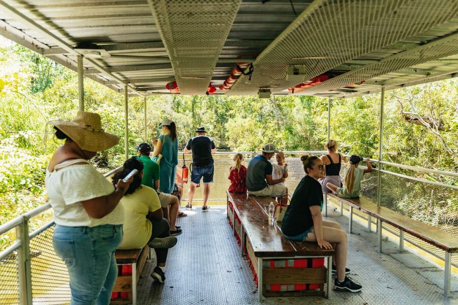 New Orleans: Bayou Tour in Jean Lafitte National Park - Alligators, birds, and the limits of wildlife luck