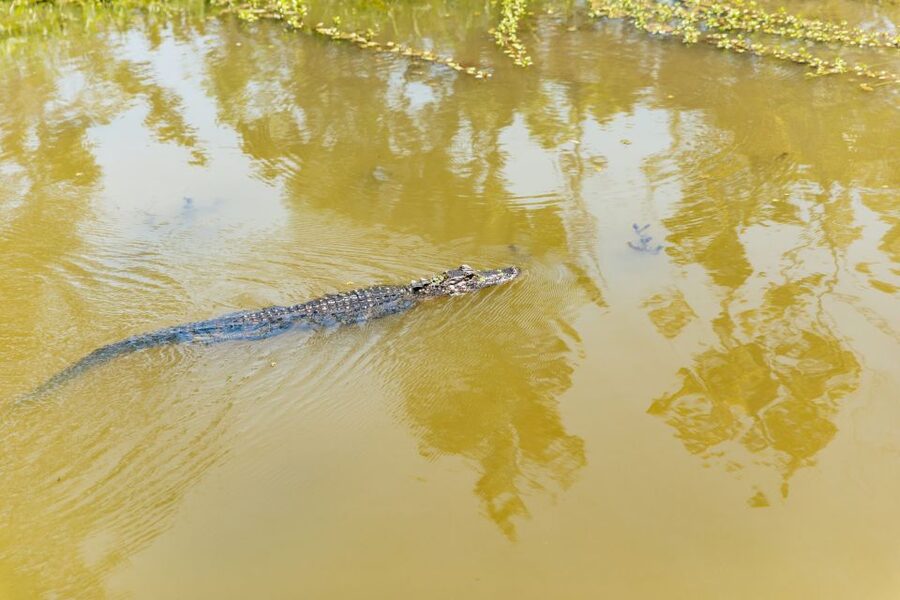New Orleans: Bayou Tour in Jean Lafitte National Park - Stories, jokes, and the guides who shape the ride