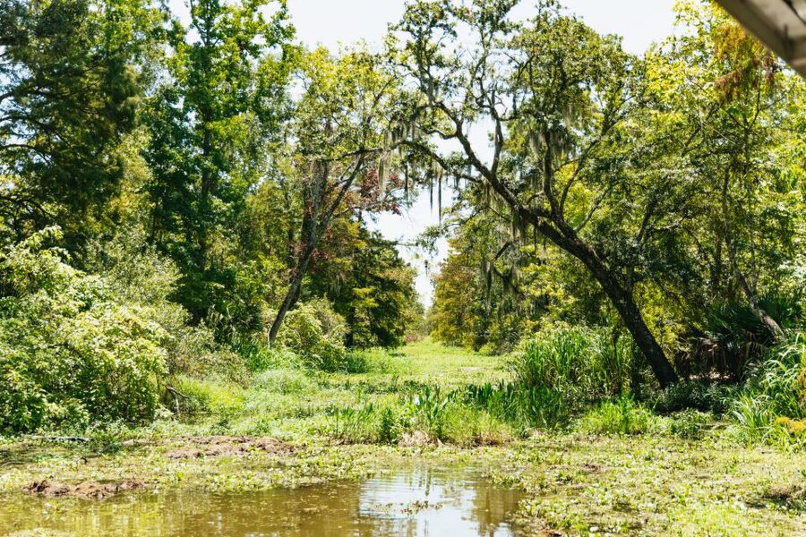 New Orleans: Bayou Tour in Jean Lafitte National Park - A 90-minute boat ride through Louisiana wetlands