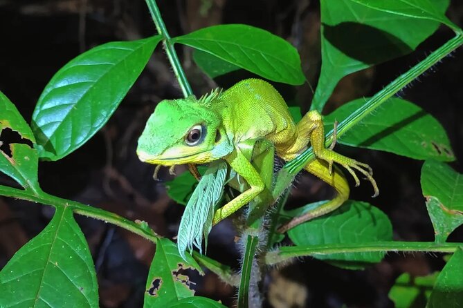 Night Froggy Adventure at Kubah National Park - The 5:30 pm start and ride from Kuching