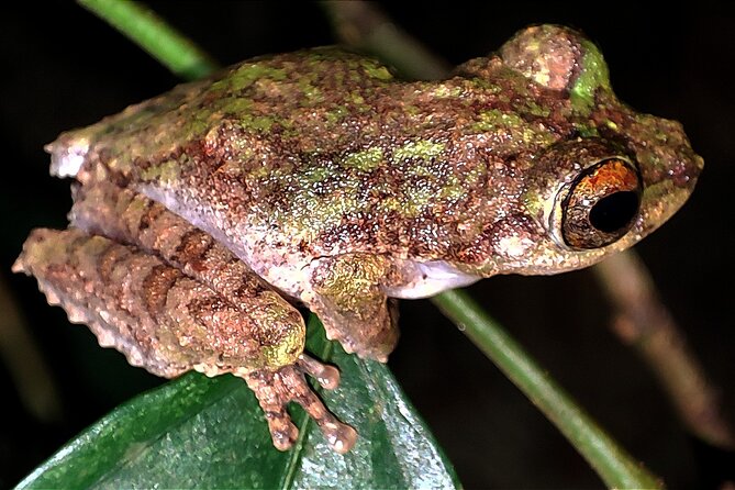 Night Froggy Adventure at Kubah National Park - A 3-kilometer walk with a real uphill section