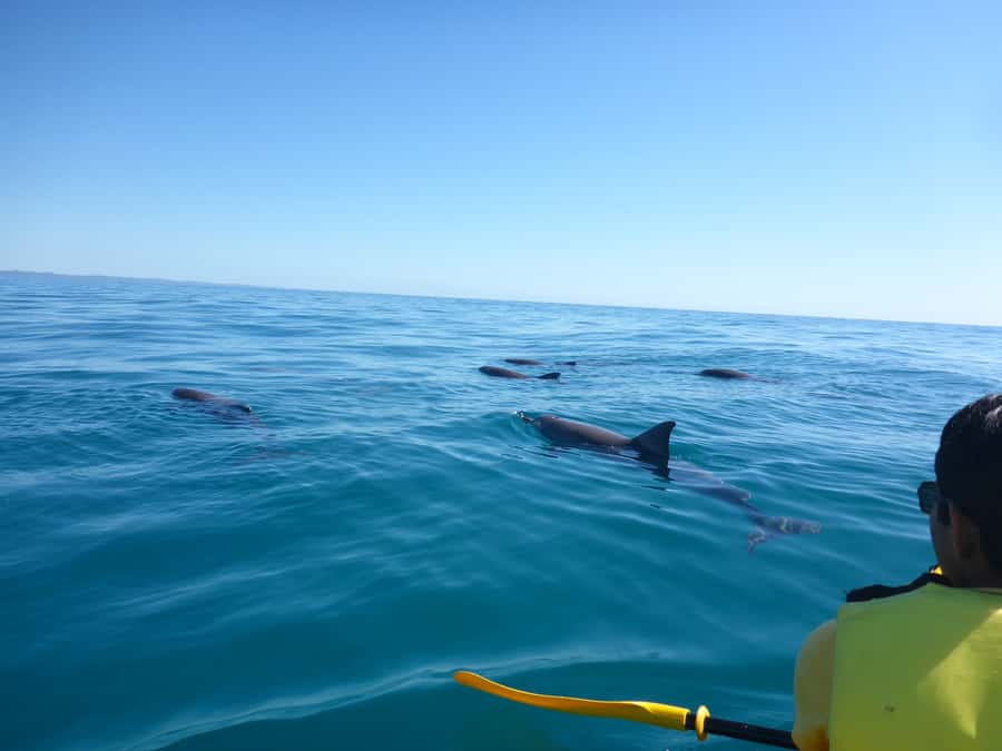 Noosa: Epic Ocean Kayak with Dolphins & 4WD Beach Adventure - Meeting at The J and heading north