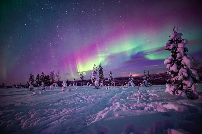 Northern Lights Wilderness Small-Group Tour from Rovaniemi - Who will enjoy this Rovaniemi night