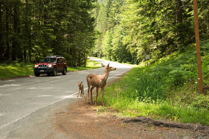 Olympic National Park Day Tour from Seattle - Lake Crescent offers the calmest stop