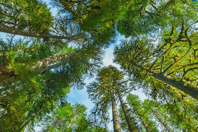Olympic National Park Day Tour from Seattle - Sol Duc Falls and the optional forest route