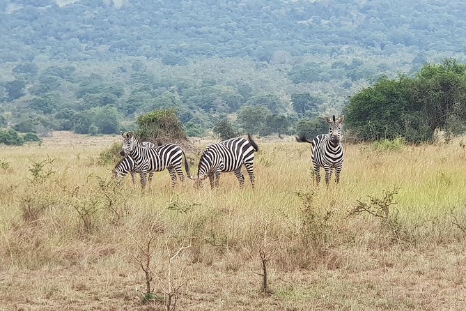 One-day Akagera National Park Game Drive with a Choice 4x4 - Key Points Before You Book