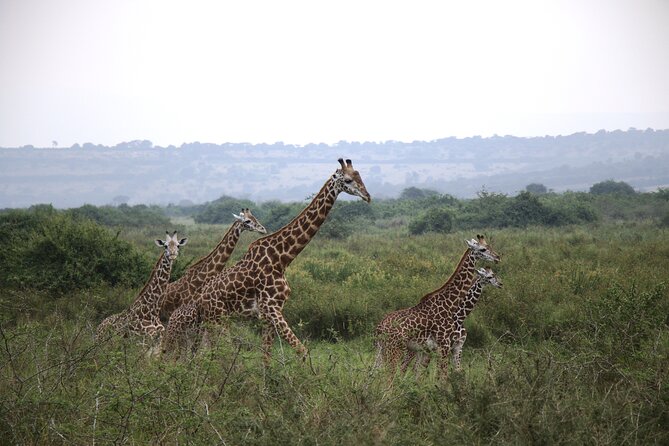 One-day Akagera National Park Game Drive with a Choice 4x4 - Why Akagera Works as a Kigali Day Trip