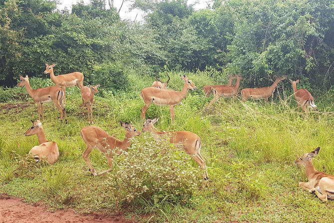 One-day Akagera National Park Game Drive with a Choice 4x4 - Adding the Ihema Lake Boat Ride