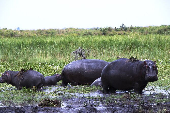 One-day Akagera National Park Game Drive with a Choice 4x4 - Vehicle Comfort and the Rough-Road Reality
