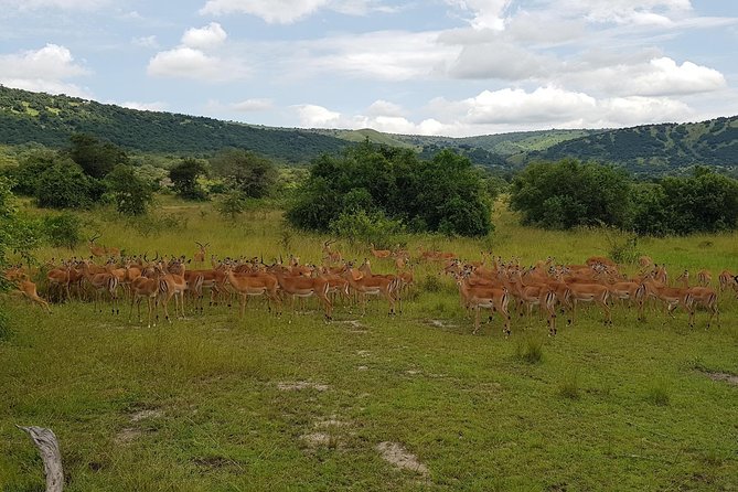 One-day Akagera National Park Game Drive with a Choice 4x4 - Is $205 Good Value?