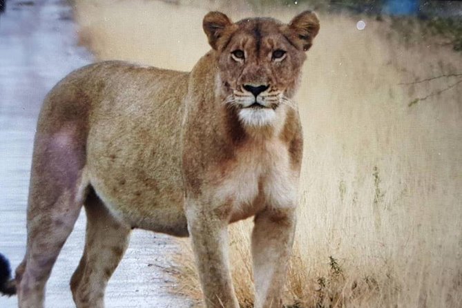Open Vehical Safari in Kruger National Park Half Day - Guides such as Jan and Hayley shape the day