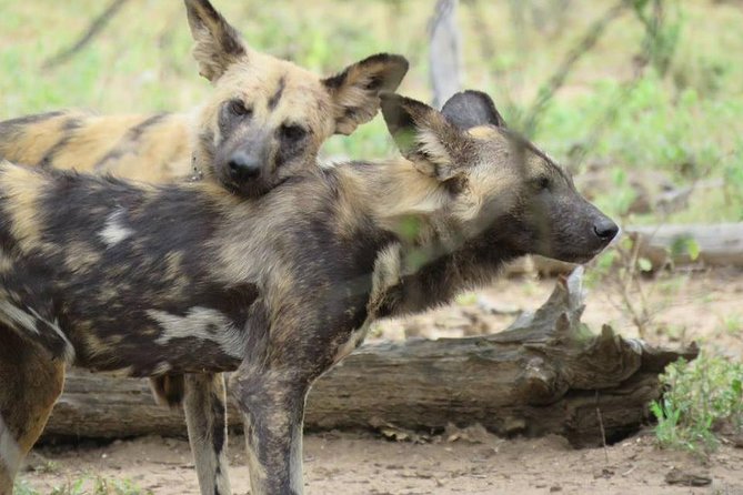 Open Vehical Safari in Kruger National Park Half Day - What the $76.68 price really covers