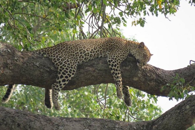 Open Vehical Safari in Kruger National Park Half Day - Who will enjoy this safari most