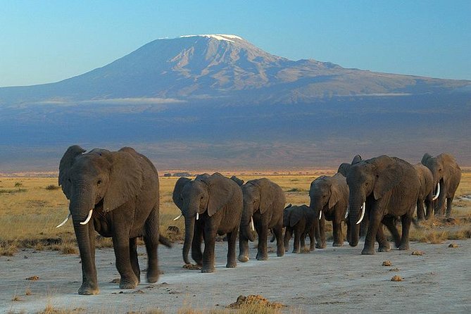 Overnight Amboseli National Park Safari from Nairobi - Key things to know before booking