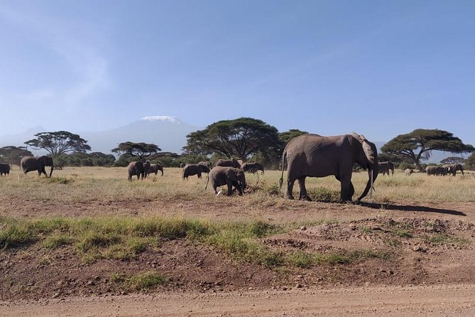 Overnight Safari to Amboseli National Park - Why Amboseli works so well for a short safari