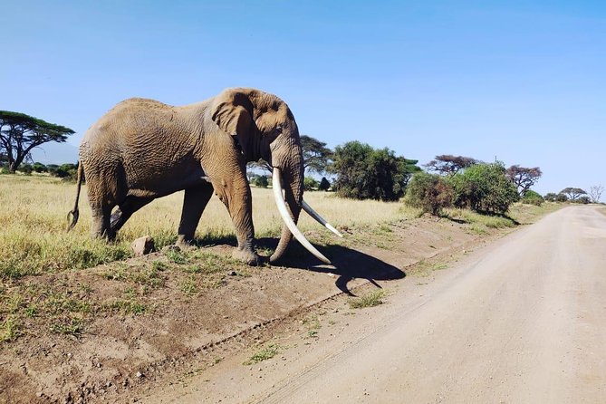 Overnight Safari to Amboseli National Park - Lunch at Oltukai Lodge and the drive home