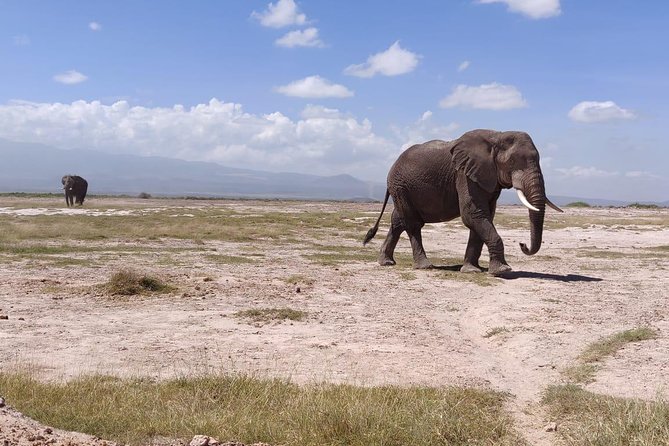 Overnight Safari to Amboseli National Park - What the private format really adds