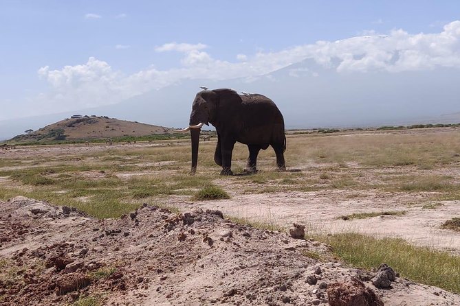 Overnight Safari to Amboseli National Park - Meals, accommodation, and what you still pay for