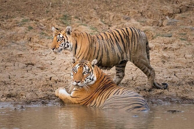 Panna National Park and Tiger Reserve Jeep Safari from Khajuraho - Key points before you book