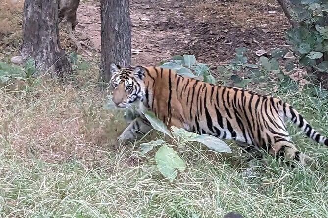 Panna National Park and Tiger Reserve Jeep Safari from Khajuraho - Why Panna is worth adding to Khajuraho