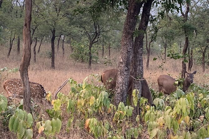 Panna National Park and Tiger Reserve Jeep Safari from Khajuraho - Who will enjoy this safari most