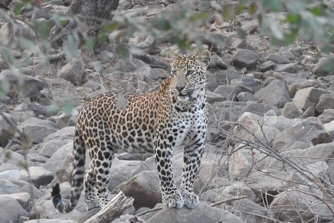 Panna National Park and Tiger Reserve Jeep Safari from Khajuraho - The 30-minute ride from Khajuraho