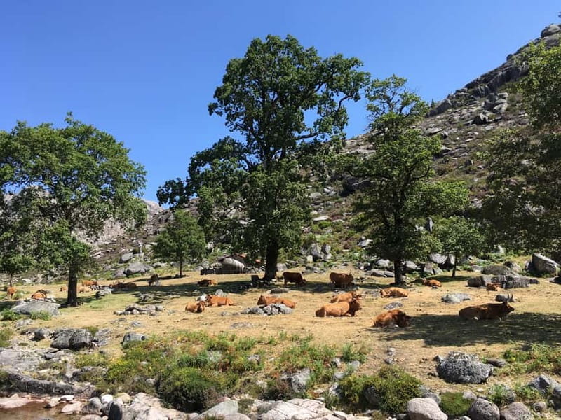 Peneda Geres National Park: Private Tour with a Guide - Carlos and the private guide format
