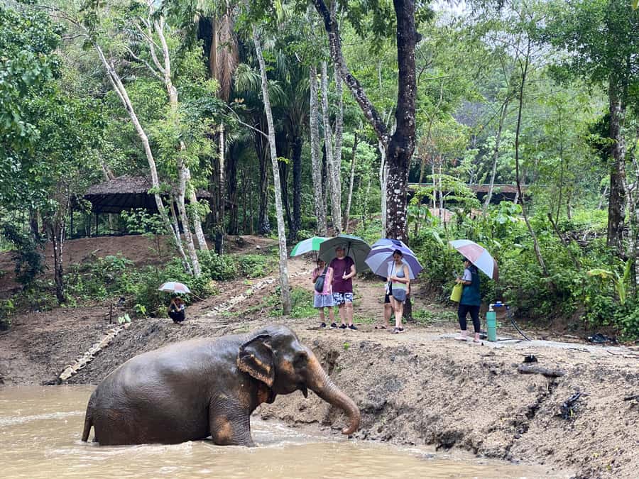 Phuket: Elephant Nature Reserve Entry Ticket and Guided Tour - What the $37 Ticket Actually Buys You