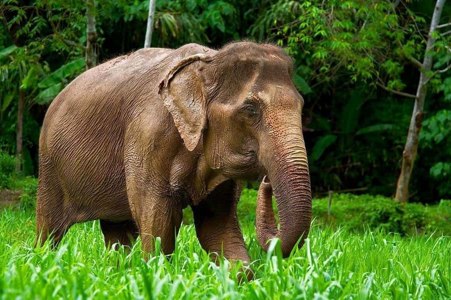 Phuket: Elephant Nature Reserve Entry Ticket and Guided Tour - Meeting the Guide Beside Hug Me Cafe