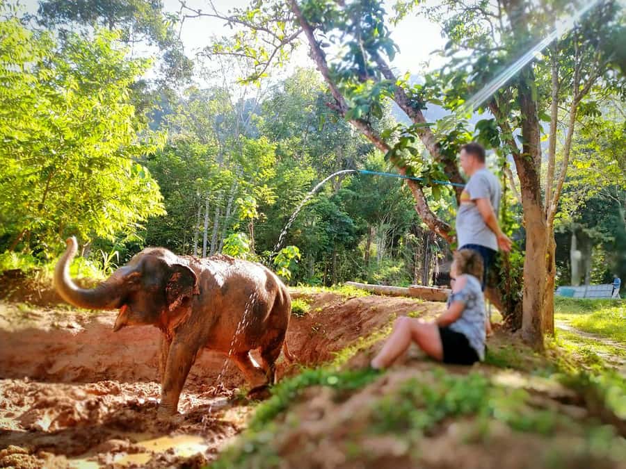 Phuket: Elephant Nature Reserve Entry Ticket and Guided Tour - Watching Rescued Elephants on Their Own Terms