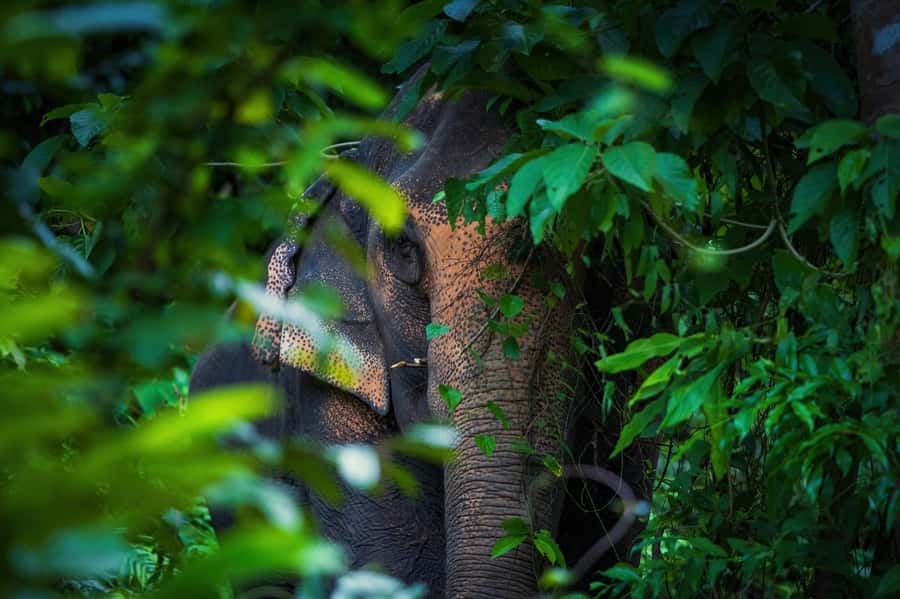 Phuket: Elephant Nature Reserve Entry Ticket and Guided Tour - Why the No-Touch Policy Matters