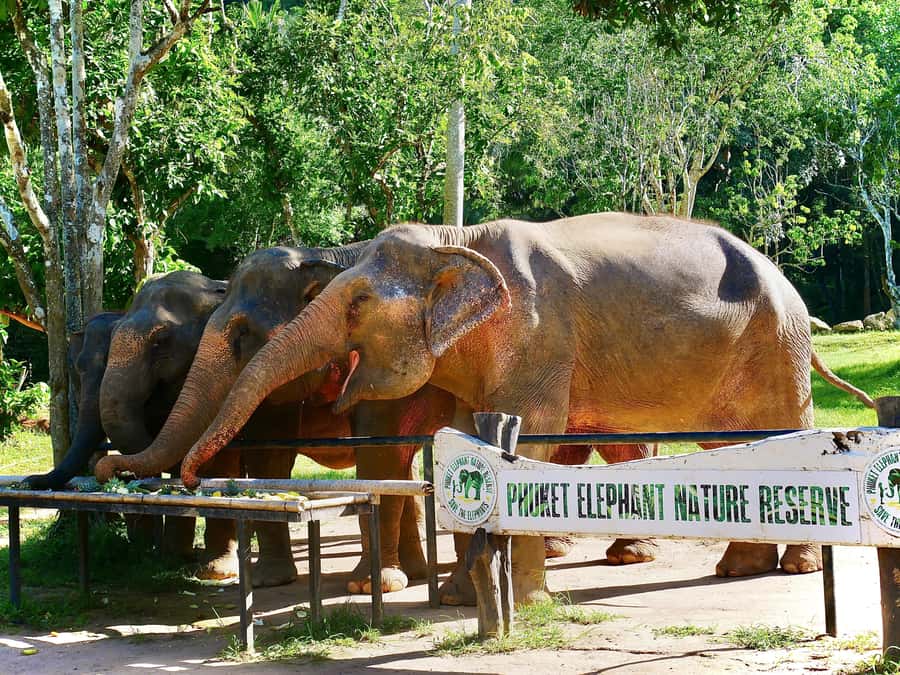 Phuket: Elephant Nature Reserve Entry Ticket and Guided Tour - Family Fit, Physical Comfort, and Timing