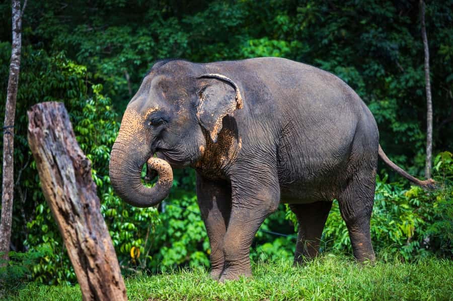 Phuket: Elephant Nature Reserve Entry Ticket and Guided Tour - What Makes the Guides Valuable