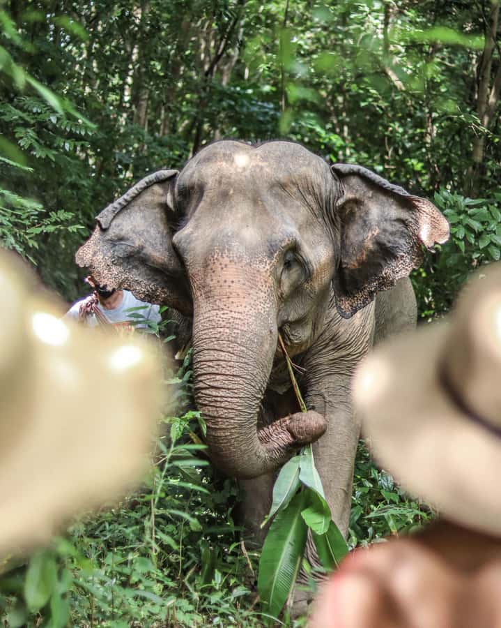 Phuket: Elephant Nature Reserve Entry Ticket and Guided Tour - The Main Drawbacks to Consider