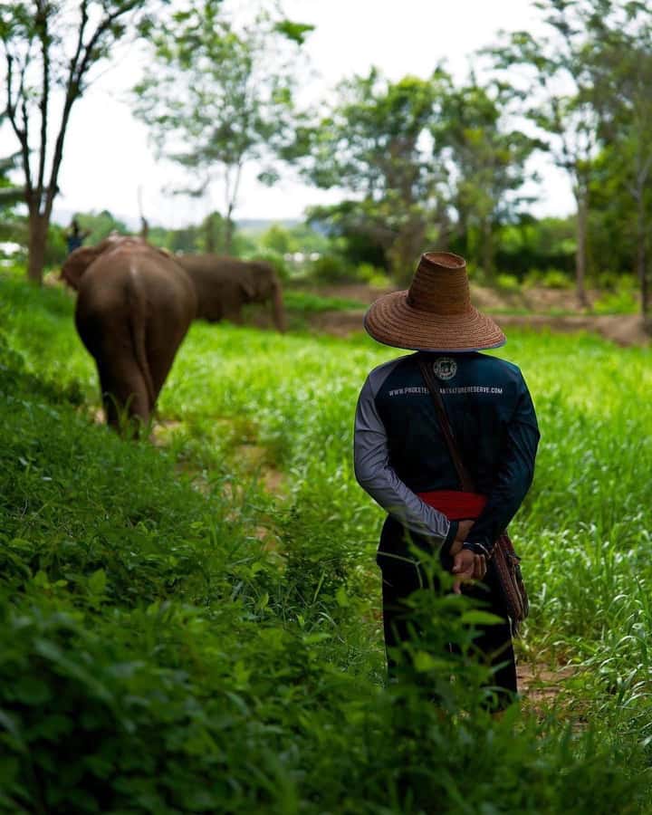 Phuket: Elephant Nature Reserve Entry Ticket and Guided Tour - Should You Book This Elephant Tour?