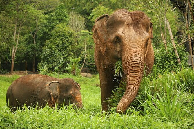 Phuket Elephant Nature Reserve Ethical Sanctuary - Key points to know before you book