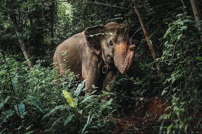 Phuket Elephant Nature Reserve Ethical Sanctuary - Why this Phuket elephant visit feels different