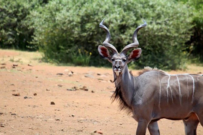 Pilanesberg National Park Full Day Safari From Johannesburg - Big Five hopes, with realistic expectations