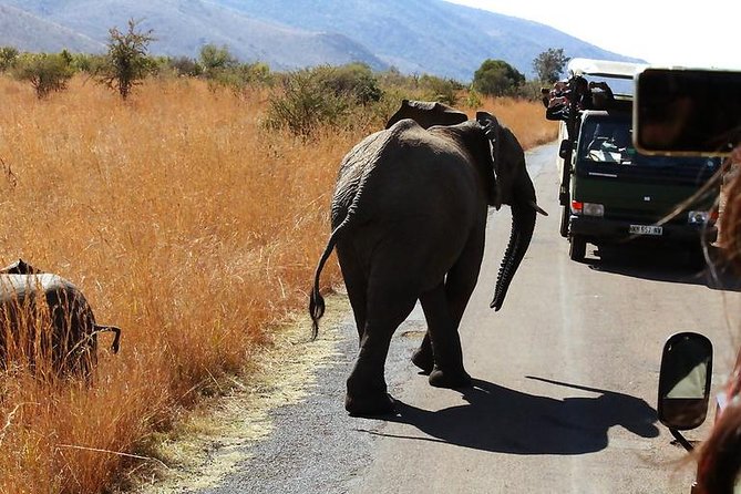 Pilanesberg National Park Full Day Safari From Johannesburg - Lunch, water, and what to pack