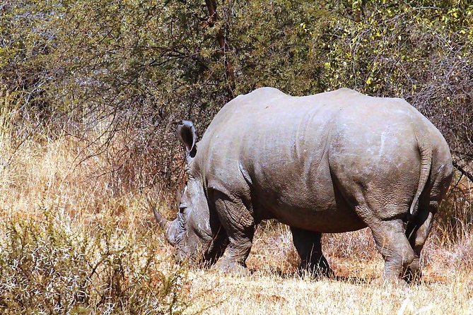 Pilanesberg National Park Full Day Safari From Johannesburg - Group size and vehicle expectations